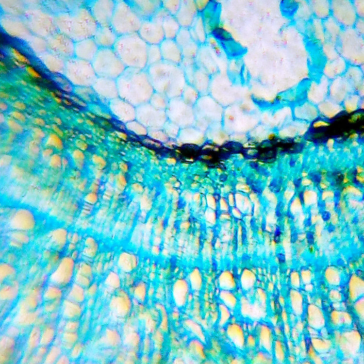 Фотографии объектов в микроскоп Levenhuk LabZZ M101 Lime