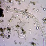 Обзор микроскопа Микромед С-12