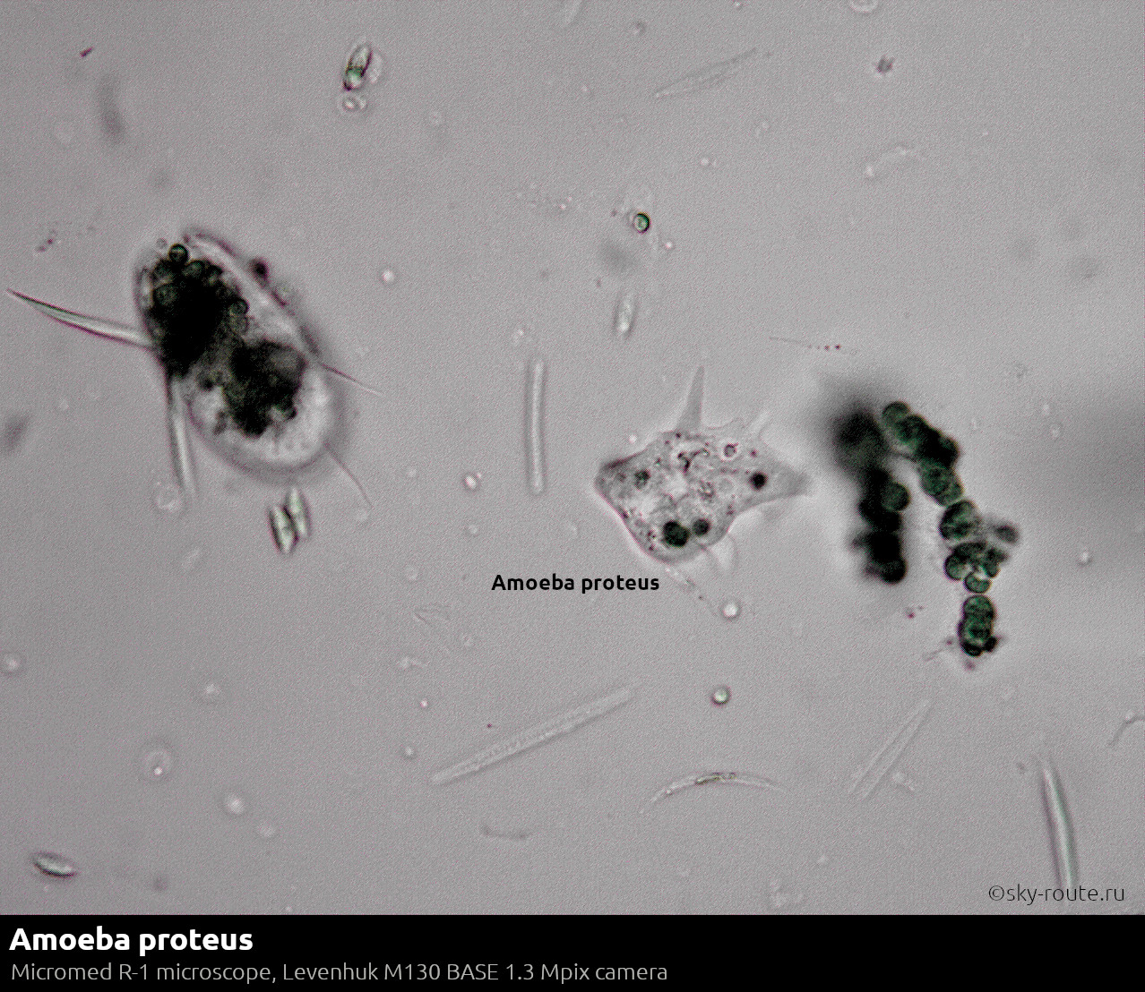Амеба обыкновенная под микроскопом
