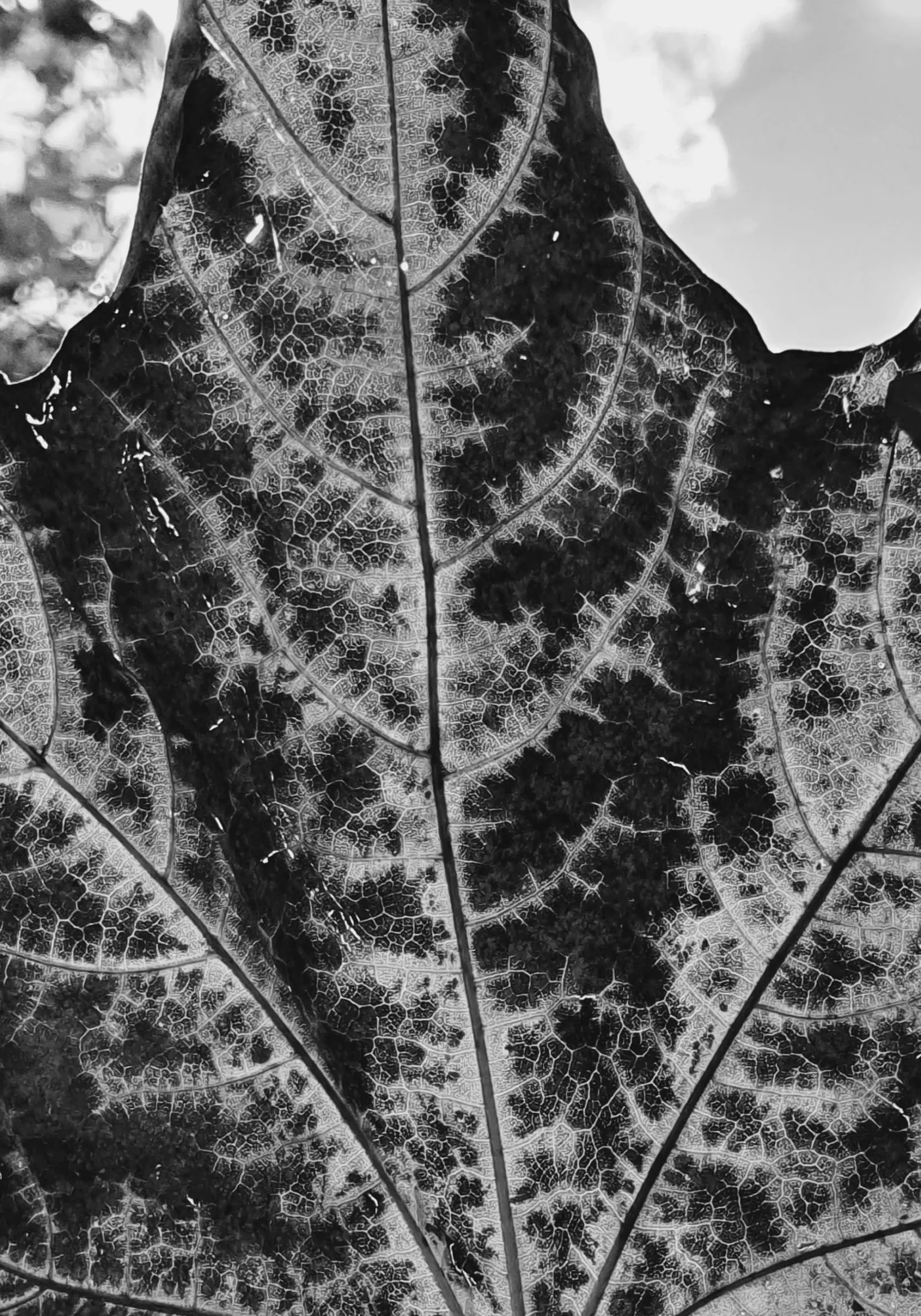Осенний лист клена